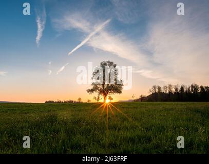 spring sunrise with a giant pear tree in bloom Stock Photo