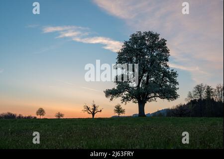 spring sunrise with a giant pear tree in bloom Stock Photo