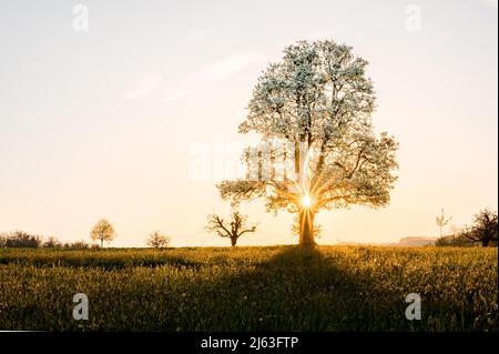 giant pear tree during spring at sunset Stock Photo