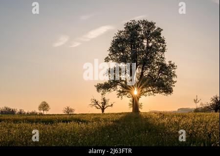 giant pear tree during spring at sunset Stock Photo