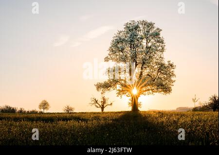 giant pear tree during spring at sunset Stock Photo