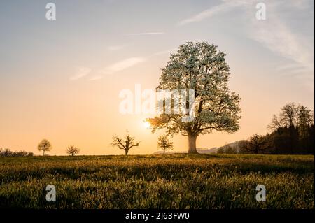 giant pear tree during spring at sunset Stock Photo