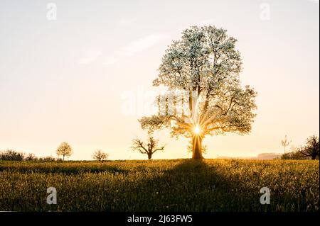giant pear tree during spring at sunset Stock Photo