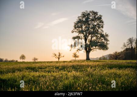 giant pear tree during spring at sunset Stock Photo