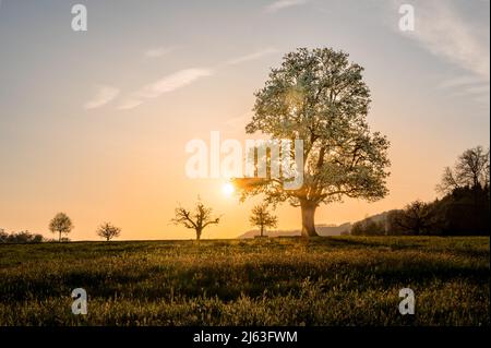 giant pear tree during spring at sunset Stock Photo