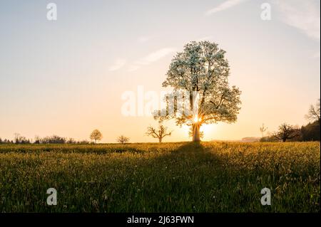 giant pear tree during spring at sunset Stock Photo