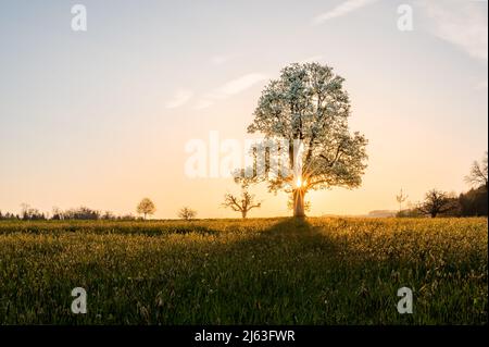 giant pear tree during spring at sunset Stock Photo