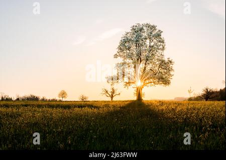 giant pear tree during spring at sunset Stock Photo