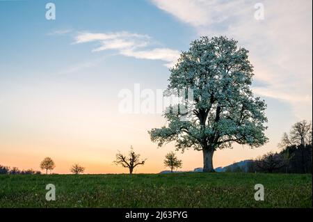 spring sunrise with a giant pear tree in bloom Stock Photo