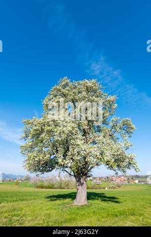 giant pear tree in bloom during spring in Baselland Stock Photo