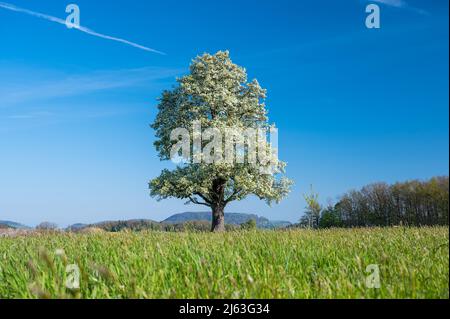 giant pear tree in bloom during spring in Baselland Stock Photo