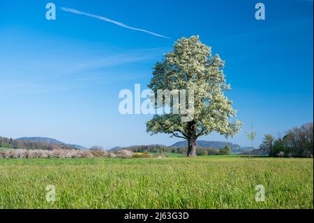 giant pear tree in bloom during spring in Baselland Stock Photo