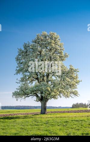 giant pear tree in bloom during spring in Baselland Stock Photo