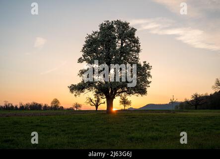 spring sunrise with a giant pear tree in bloom Stock Photo
