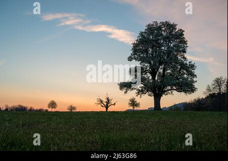 spring sunrise with a giant pear tree in bloom Stock Photo