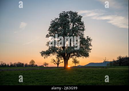 spring sunrise with a giant pear tree in bloom Stock Photo