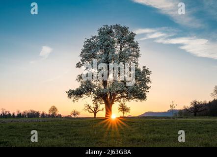 spring sunrise with a giant pear tree in bloom Stock Photo