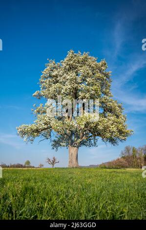 giant pear tree in meadow in spring during blossom Stock Photo