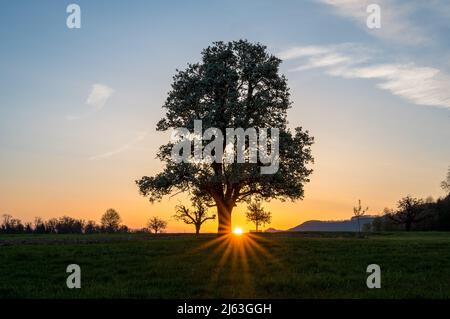 spring sunrise with a giant pear tree in bloom Stock Photo