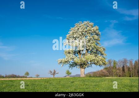 giant pear tree in meadow in spring during blossom Stock Photo