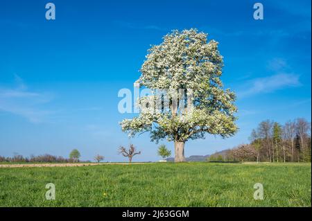 giant pear tree in meadow in spring during blossom Stock Photo
