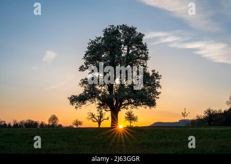 spring sunrise with a giant pear tree in bloom Stock Photo