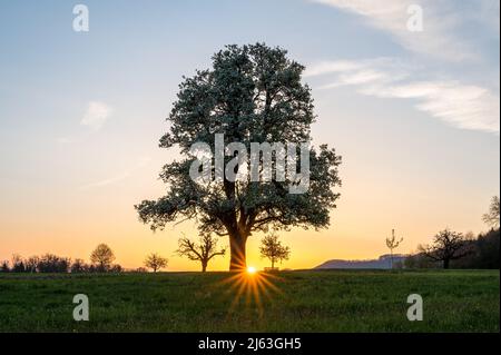 spring sunrise with a giant pear tree in bloom Stock Photo