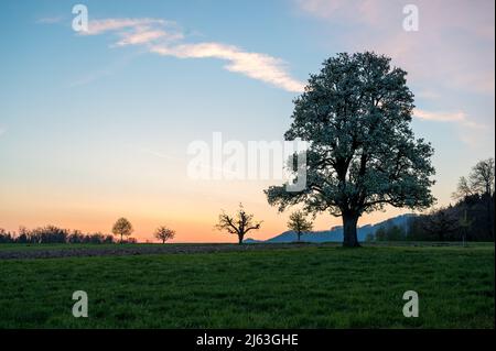 spring sunrise with a giant pear tree in bloom Stock Photo