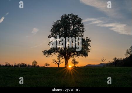 spring sunrise with a giant pear tree in bloom Stock Photo