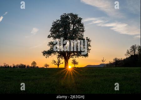 spring sunrise with a giant pear tree in bloom Stock Photo