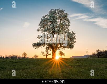 spring sunrise with a giant pear tree in bloom Stock Photo