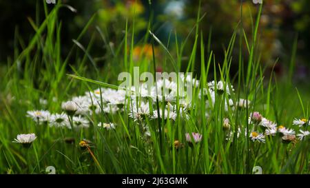 Flower Daisy Common Daisy Lawn Daisy. Daisy flowers Bellis perennis in grass. Stock Photo
