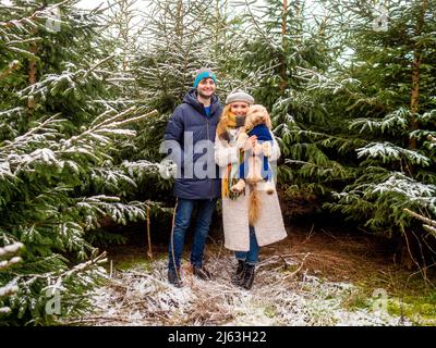 Young caucasian man and woman, holding a dog, standing in front of snow covered Christmas trees at a North Yorkshire Christmas tree farm. UK. Stock Photo