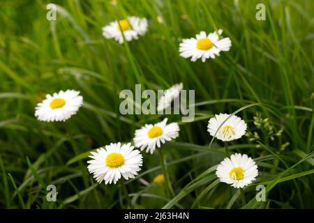 Bellis Perennis. Daisy flowers on a meadow in spring. Stock Photo