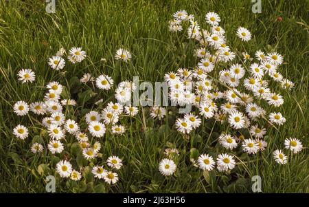 Flower Daisy Common Daisy Lawn Daisy. Daisy flowers Bellis perennis in grass. Stock Photo