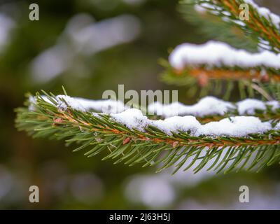Closeup of a Christmas tree branches covered in snow. Stock Photo
