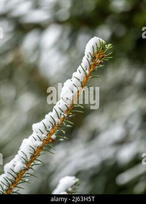 Closeup of a Christmas tree branch covered in snow. Stock Photo