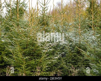 Christmas trees lightly covered in snow, growing on a Christmas tree farm in North Yorkshire, UK Stock Photo
