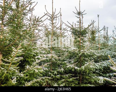 Christmas trees lightly covered in snow, growing on a Christmas tree farm in North Yorkshire, UK Stock Photo