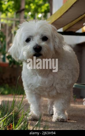 A cute Maltese dog in the yard. White dog. Stock Photo