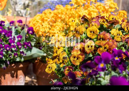 Terracotta flower pot filled with striped amber and yellow viola flowers by the name Tiger Eye. Photographed at RHS Wisley garden, Surrey UK Stock Photo