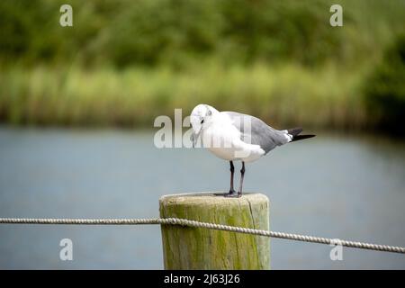 A single seagull looking down while standing on a wooden post Stock Photo