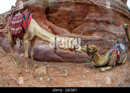 Camels resting in Petra Jordan waiting for new tourists to stroll through the entire Petra park Stock Photo
