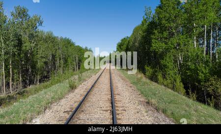 Railway tracks running into the distance with green trees flanking them on a sunny summer day Stock Photo