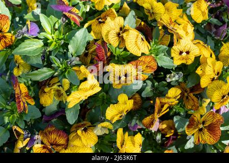 Terracotta flower pot filled with striped amber and yellow viola flowers by the name Tiger Eye. Photographed at RHS Wisley garden, Surrey UK Stock Photo