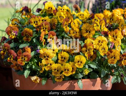 Terracotta flower pot filled with striped amber and yellow viola flowers by the name Tiger Eye. Photographed at RHS Wisley garden, Surrey UK Stock Photo