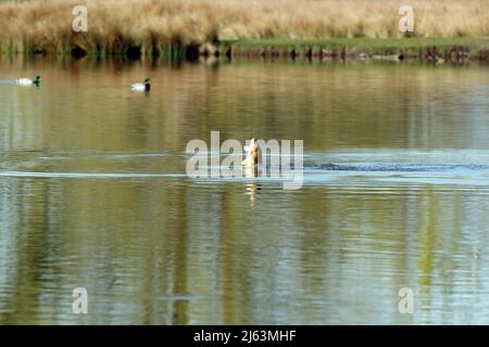 Large Carp leaping out of the water at Bushy Park, London Stock Photo