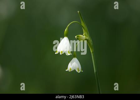 The Blossoms of Leucojum aestivum, also known as summer snowflake or Loddon lily. Landscape closeup with blurred background. Stock Photo