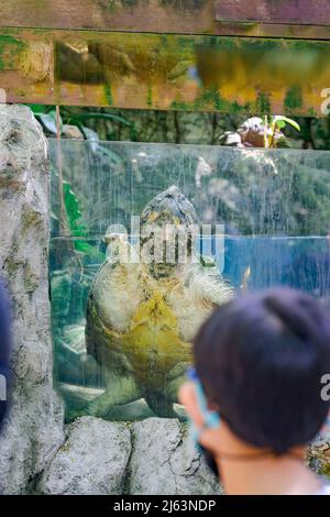 Alligator Snapping Turtle in the glass pool in the zoo. Stock Photo