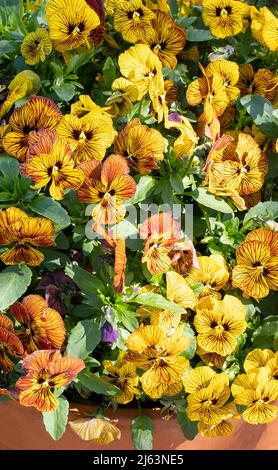 Terracotta flower pot filled with striped amber and yellow viola flowers by the name Tiger Eye. Photographed at RHS Wisley garden, Surrey UK Stock Photo